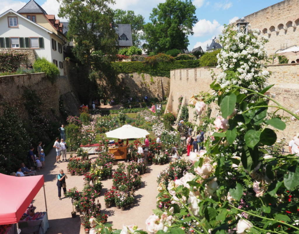Beteiligung an Eltviller Rosentagen 2025&nbsp;geplant